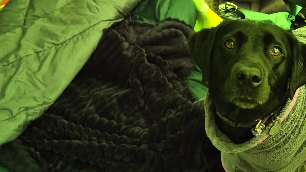 A black labrador dog is wearing a body towel and standing in front of a dog sleeping bag and blanket.